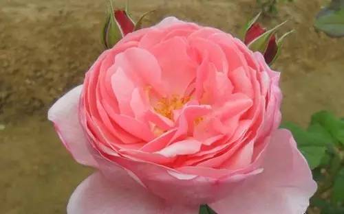 月季中月亮代表什么，月份与月亮有什么关系（这30种月季品种）