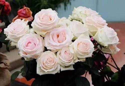 月季中月亮代表什么，月份与月亮有什么关系（这30种月季品种）