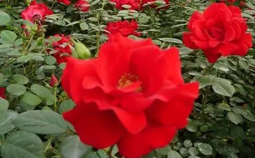 月季中月亮代表什么，月份与月亮有什么关系（这30种月季品种）