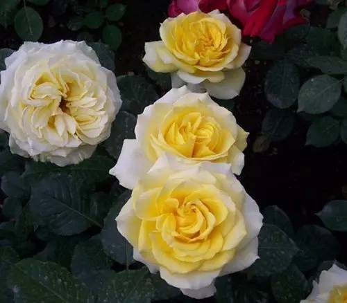 月季中月亮代表什么，月份与月亮有什么关系（这30种月季品种）