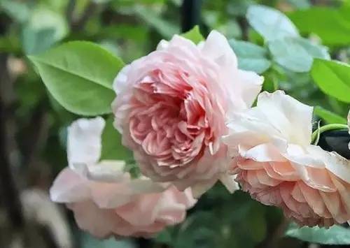 月季中月亮代表什么，月份与月亮有什么关系（这30种月季品种）