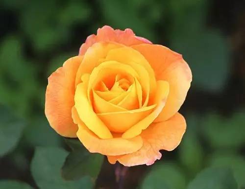 月季中月亮代表什么，月份与月亮有什么关系（这30种月季品种）