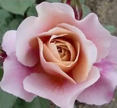 月季中月亮代表什么，月份与月亮有什么关系（这30种月季品种）