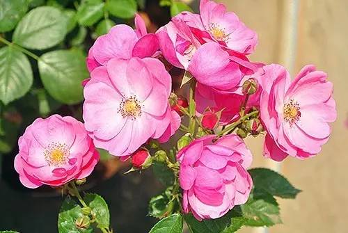 月季中月亮代表什么，月份与月亮有什么关系（这30种月季品种）