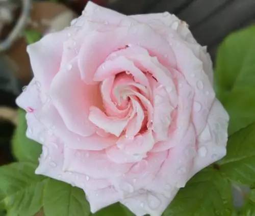 月季中月亮代表什么，月份与月亮有什么关系（这30种月季品种）