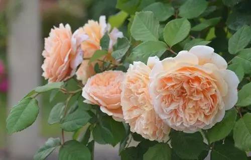 月季中月亮代表什么，月份与月亮有什么关系（这30种月季品种）