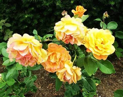 月季中月亮代表什么，月份与月亮有什么关系（这30种月季品种）