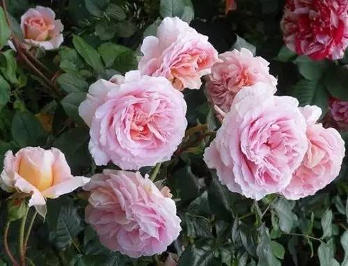 月季中月亮代表什么，月份与月亮有什么关系（这30种月季品种）