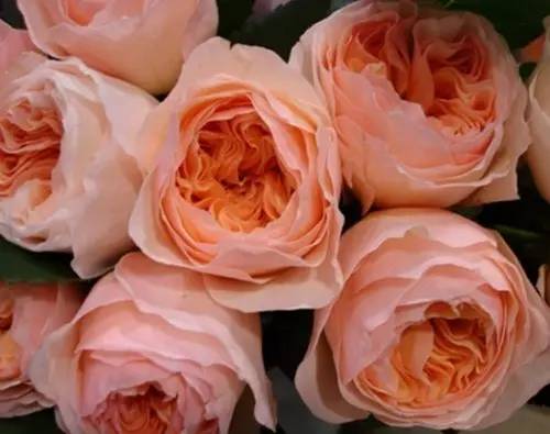 月季中月亮代表什么，月份与月亮有什么关系（这30种月季品种）