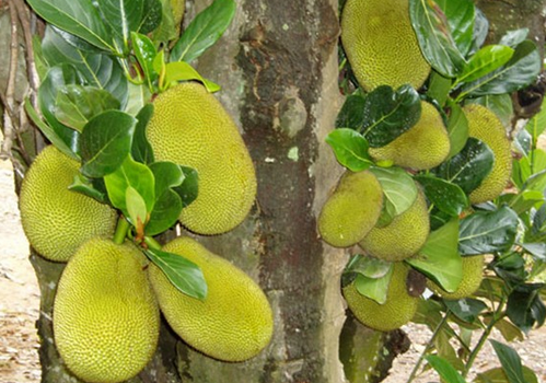 波罗蜜怎么吃，菠萝蜜怎么吃法应注意什么（菠萝蜜的功效与作用）