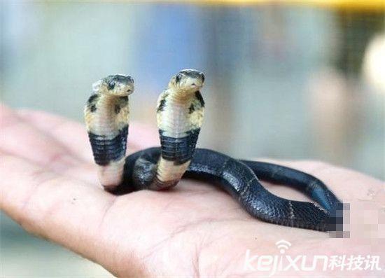 世界上有双头蛇吗，世界十大罕见双头动物（罕见双头蛇两头打架厮咬）