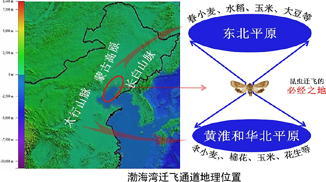 越冬是什么意思，迁徙是什么意思（揭秘昆虫越冬术）