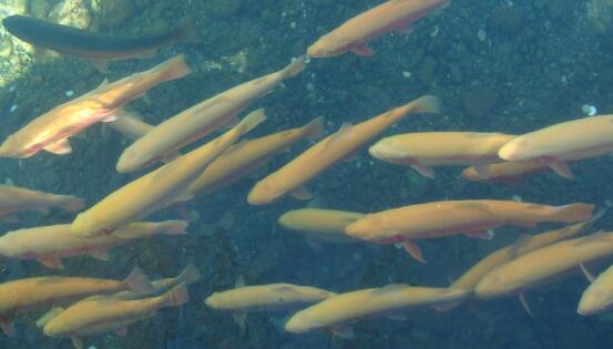 金鳟和虹鳟的区别，金鳟和虹鳟的区别在哪里（金鳟鱼多少钱一斤2017）