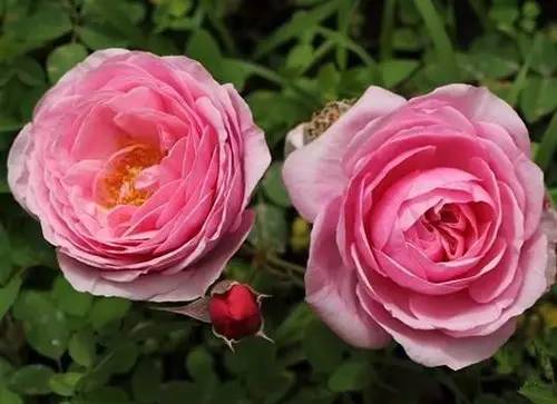 月季中月亮代表什么，月份与月亮有什么关系（这30种月季品种）