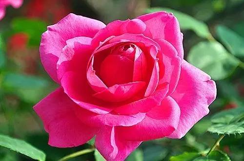 月季中月亮代表什么，月份与月亮有什么关系（这30种月季品种）