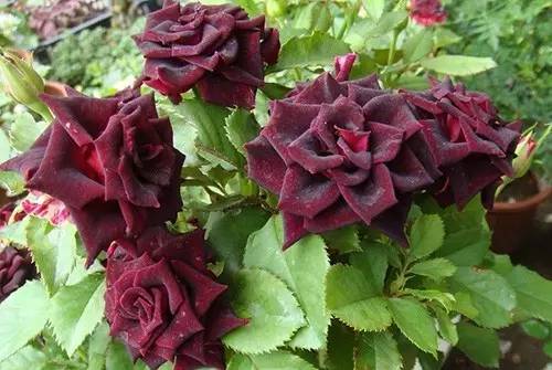 月季中月亮代表什么，月份与月亮有什么关系（这30种月季品种）