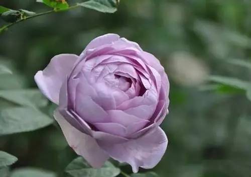 月季中月亮代表什么，月份与月亮有什么关系（这30种月季品种）