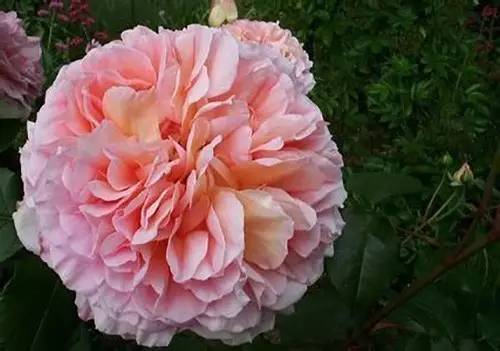 月季中月亮代表什么，月份与月亮有什么关系（这30种月季品种）