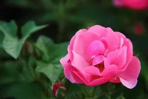 月季中月亮代表什么，月份与月亮有什么关系（这30种月季品种）