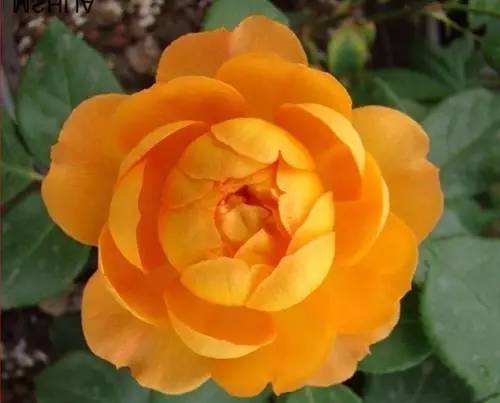 月季中月亮代表什么，月份与月亮有什么关系（这30种月季品种）