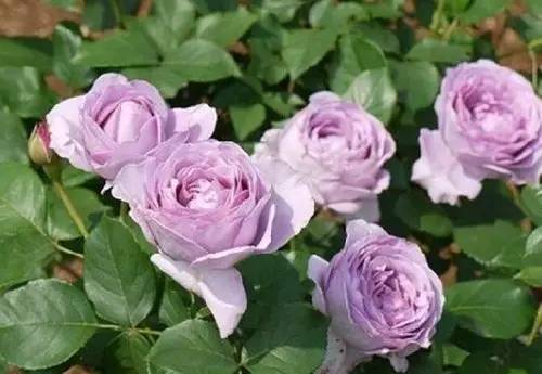 月季中月亮代表什么，月份与月亮有什么关系（这30种月季品种）