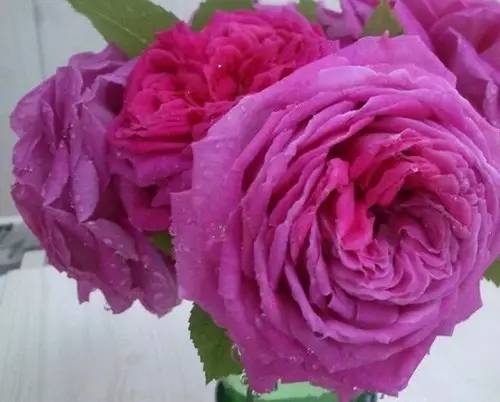 月季中月亮代表什么，月份与月亮有什么关系（这30种月季品种）