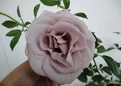 月季中月亮代表什么，月份与月亮有什么关系（这30种月季品种）