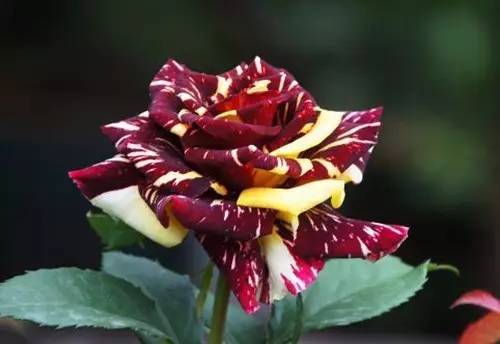 月季中月亮代表什么，月份与月亮有什么关系（这30种月季品种）