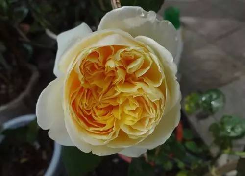 月季中月亮代表什么，月份与月亮有什么关系（这30种月季品种）