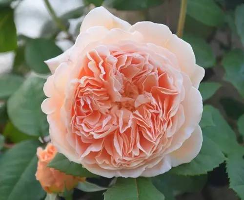 月季中月亮代表什么，月份与月亮有什么关系（这30种月季品种）