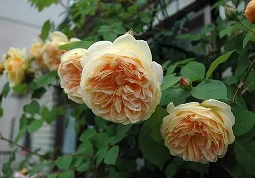 月季中月亮代表什么，月份与月亮有什么关系（这30种月季品种）