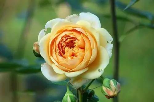 月季中月亮代表什么，月份与月亮有什么关系（这30种月季品种）