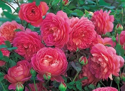 月季中月亮代表什么，月份与月亮有什么关系（这30种月季品种）