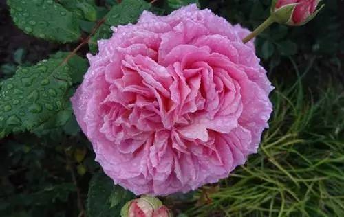 月季中月亮代表什么，月份与月亮有什么关系（这30种月季品种）