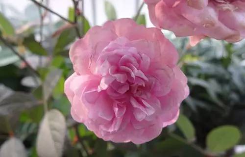 月季中月亮代表什么，月份与月亮有什么关系（这30种月季品种）