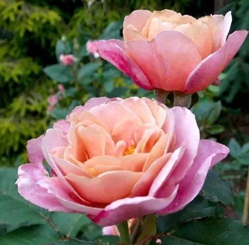 月季中月亮代表什么，月份与月亮有什么关系（这30种月季品种）