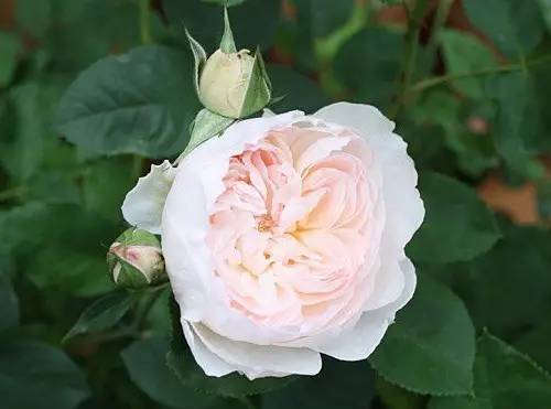 月季中月亮代表什么，月份与月亮有什么关系（这30种月季品种）