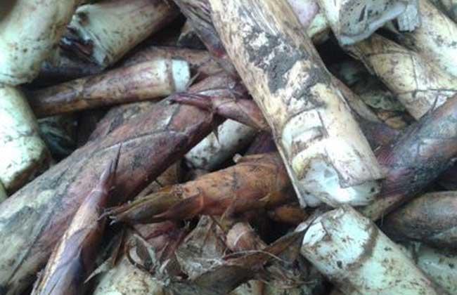 鸡油的功效是什么，鸡油有什么作用（苦竹笋的功效与作用）