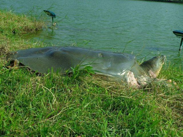 幸好这30种动物灭绝了，斑鳖还有几只（斑鳖的现状及保护问题）