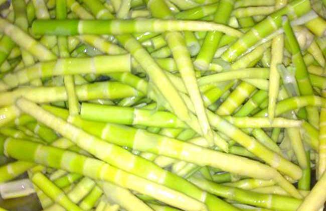 鸡油的功效是什么，鸡油有什么作用（苦竹笋的功效与作用）