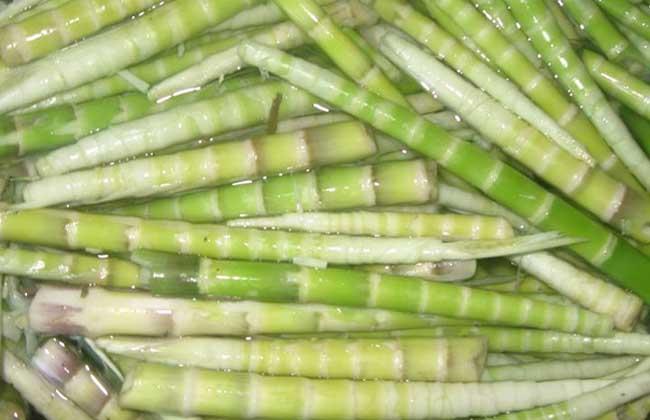 鸡油的功效是什么，鸡油有什么作用（苦竹笋的功效与作用）