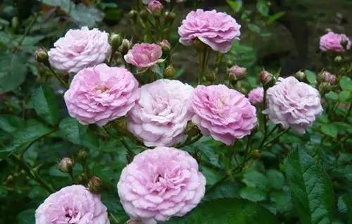 月季中月亮代表什么，月份与月亮有什么关系（这30种月季品种）