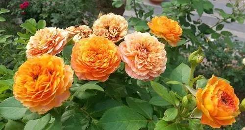 月季中月亮代表什么，月份与月亮有什么关系（这30种月季品种）