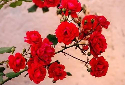 月季中月亮代表什么，月份与月亮有什么关系（这30种月季品种）