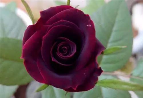 月季中月亮代表什么，月份与月亮有什么关系（这30种月季品种）