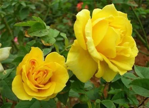 月季中月亮代表什么，月份与月亮有什么关系（这30种月季品种）