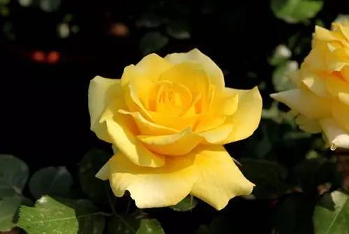 月季中月亮代表什么，月份与月亮有什么关系（这30种月季品种）