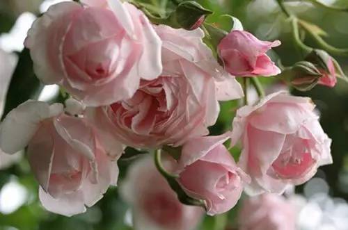 月季中月亮代表什么，月份与月亮有什么关系（这30种月季品种）