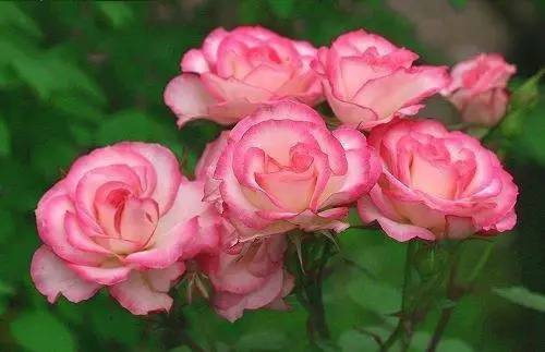 月季中月亮代表什么，月份与月亮有什么关系（这30种月季品种）