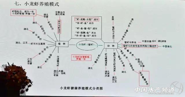 淡水小龙虾养殖技术，2021年澳洲淡水小龙虾养殖攻略（淡水小龙虾高产高效健康养殖关键技术）